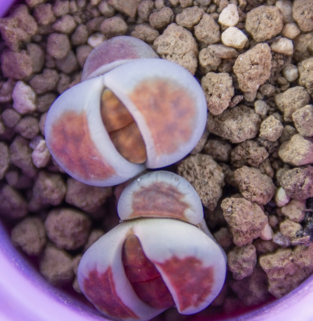 リトープス（トップレッド）