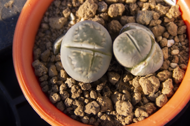 リトープス（福来玉）