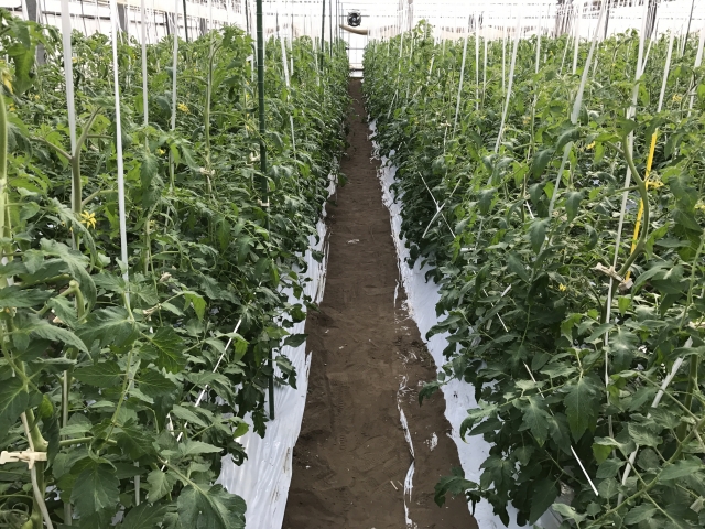 シルバーマルチ