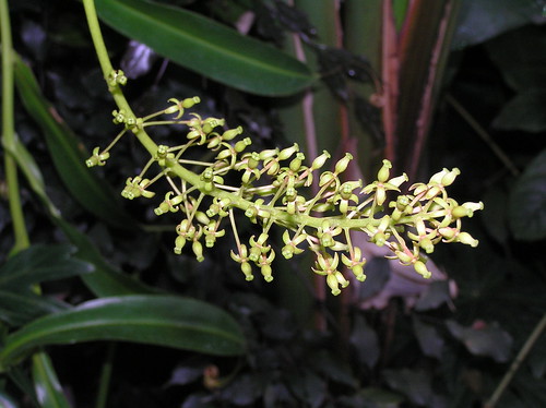 ウツボカズラの花（雌花）