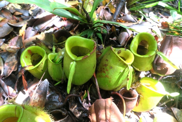 ウツボカズラ（グランドピッチャー型）