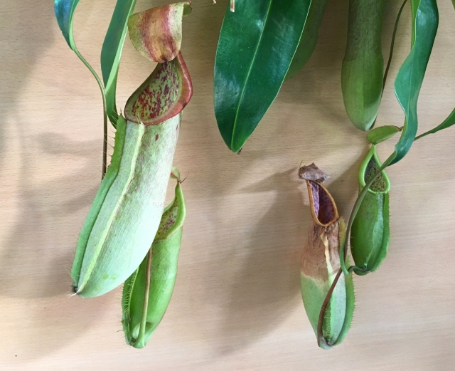 ウツボカズラ（ロート型）