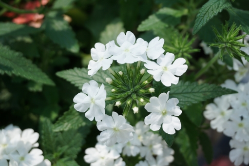 バーベナ（白花）