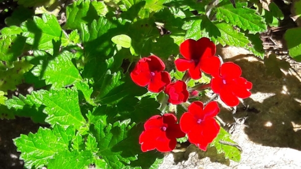 バーベナ（赤花）