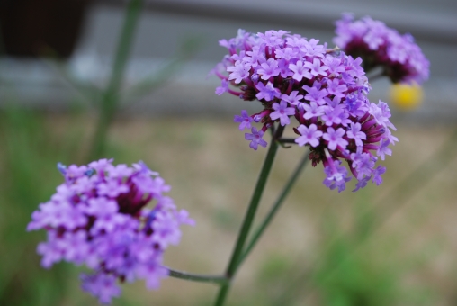 バーベナ（紫花）