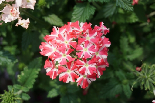 バーベナ（複色）