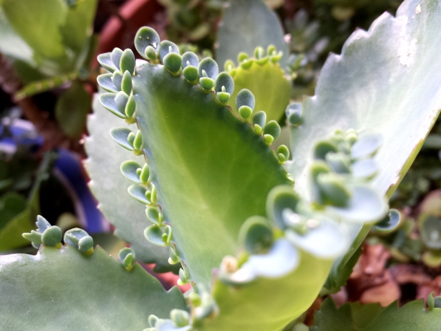 子宝草（子株）