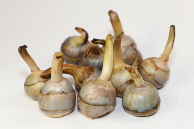 クワイの育て方!育てる場所や用土、水の管理方法を詳しく解説のイメージ