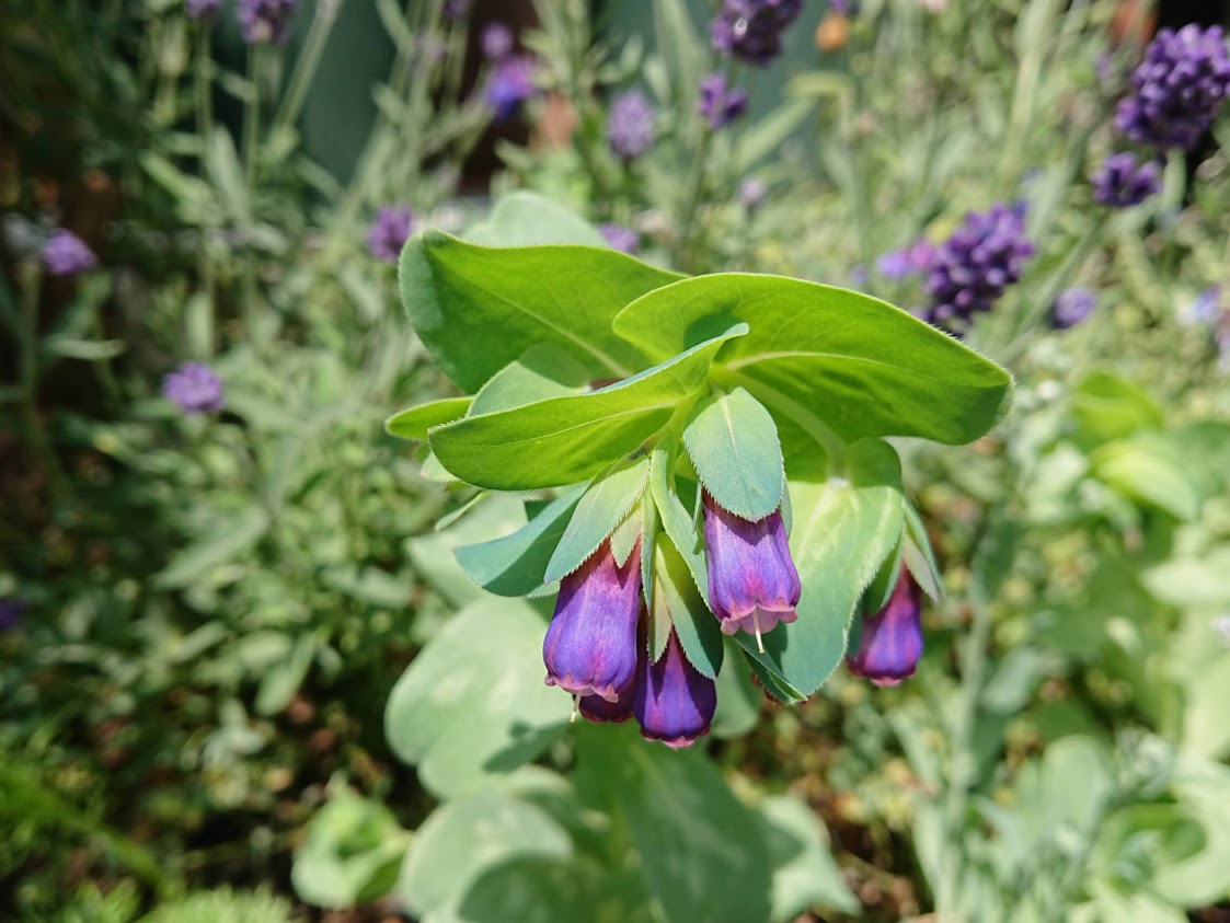 セリンセ・マヨール