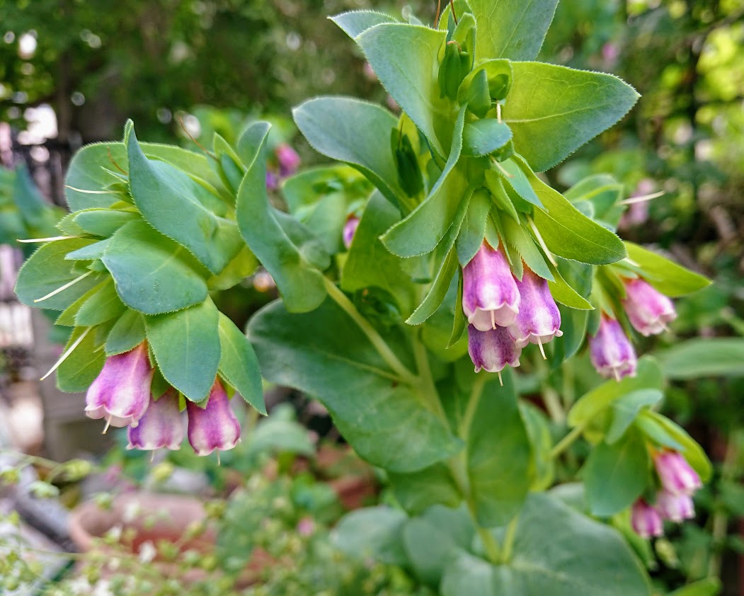 セリンセ・マヨール