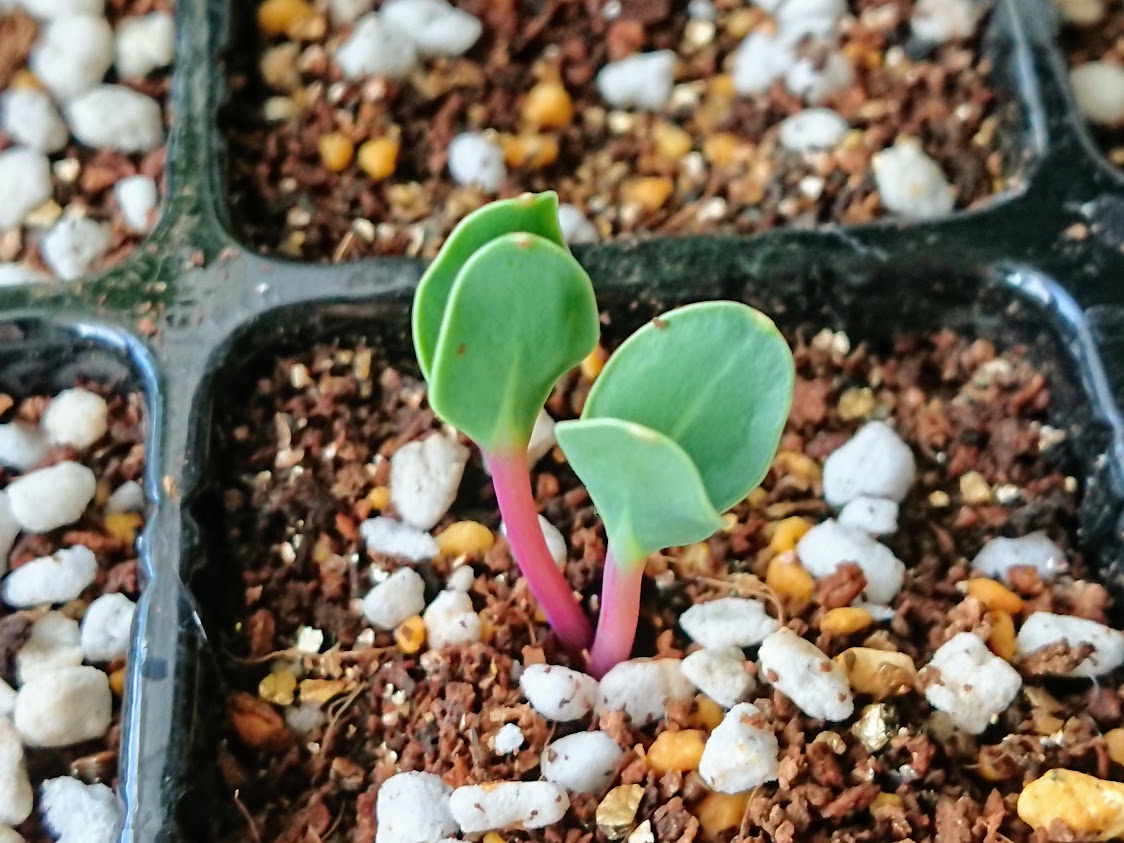 セリンセ・マヨール　発芽