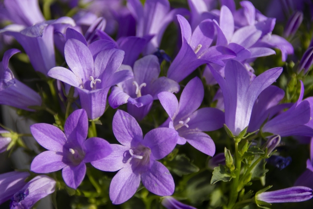 カンパニュラ・ベルフラワー