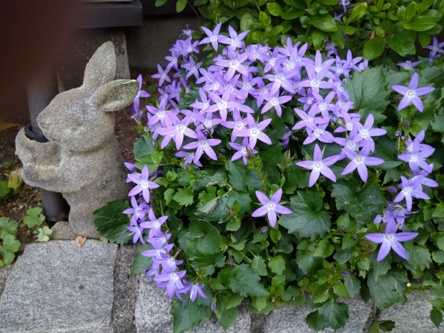 カンパニュラ・アルペンブルー