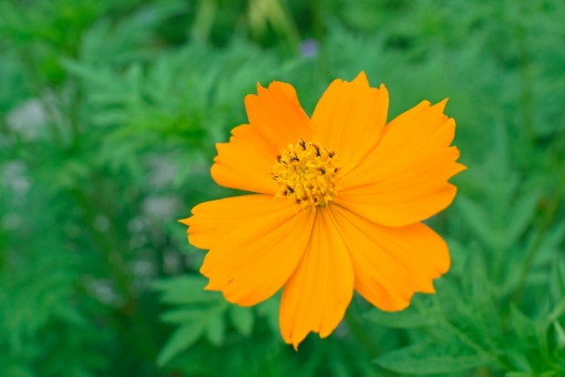 コスモス（オレンジ）