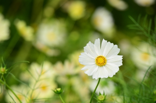 コスモス（白）