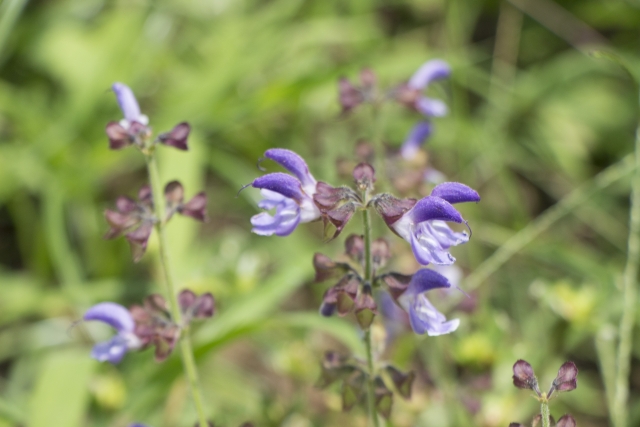 タンジン（丹参）