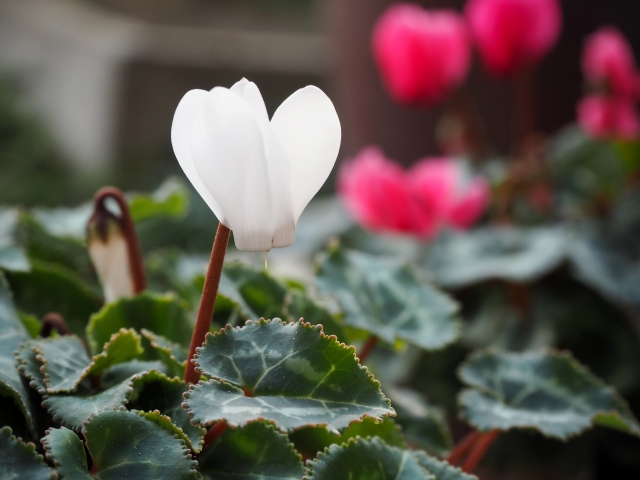 ガーデンシクラメン（白）