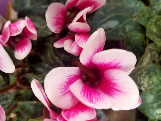 ガーデンシクラメン（複色）