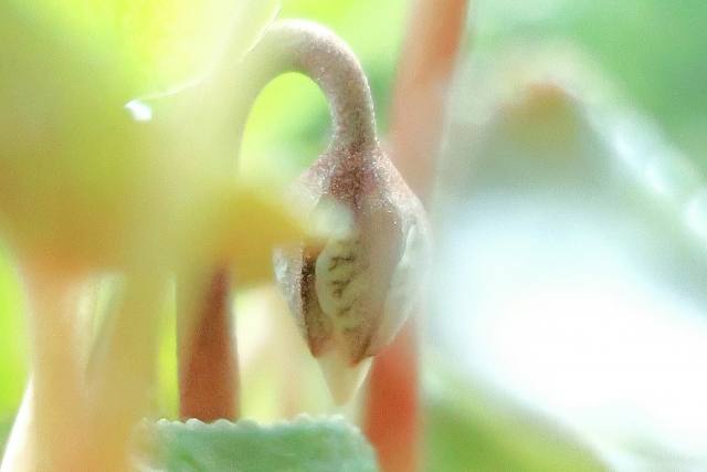 ガーデンシクラメン（蕾）