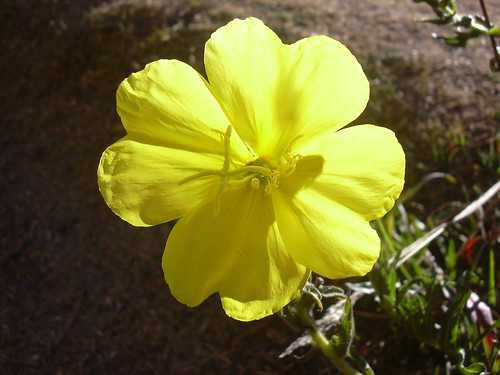 マツヨイグサ（花）