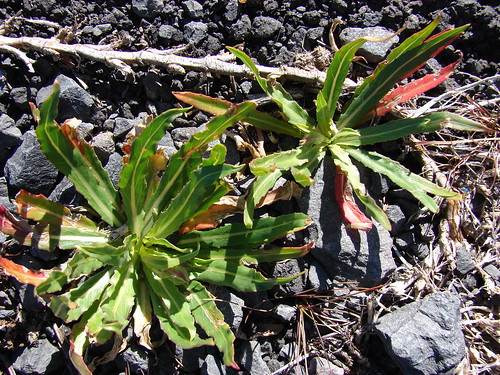 マツヨイグサ（葉）