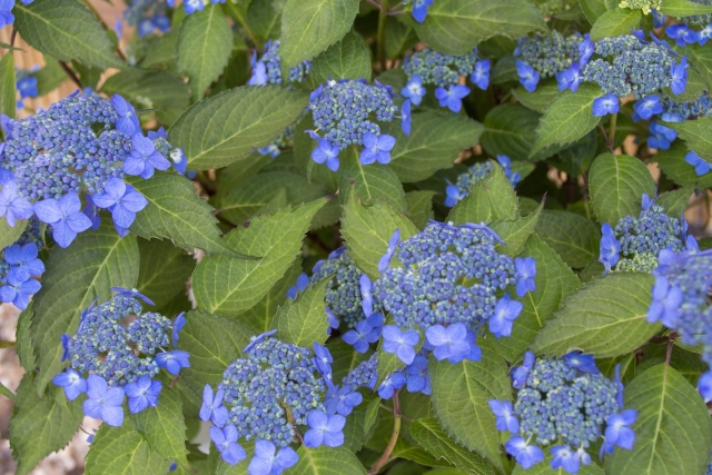 山紫陽花(ヤマアジサイ)