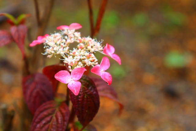 ヤマアジサイ（紅）