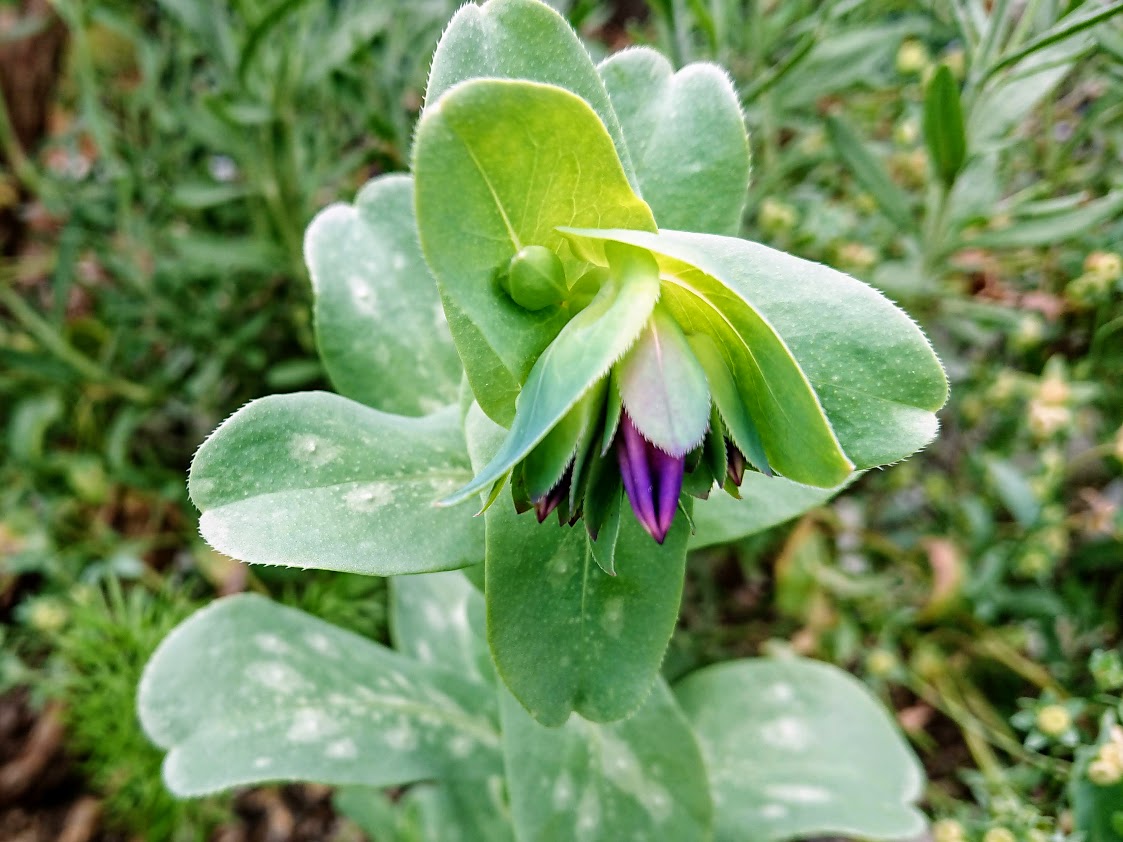 セリンセ・マヨールのつぼみ