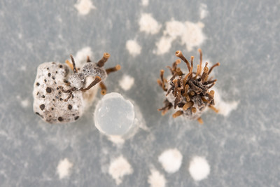 菌核病原因の糸状菌