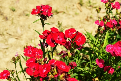 ナデシコ（赤）