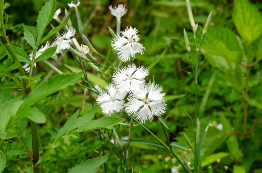 ナデシコ（白）