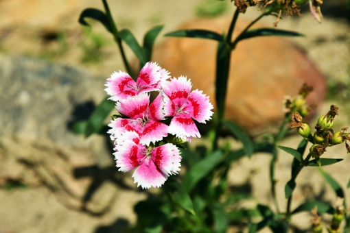 ナデシコ（複色）