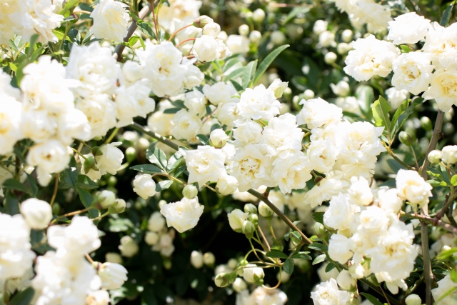 モッコウバラ（白）