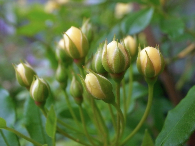 モッコウバラ（蕾）