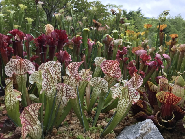 群生するサラセニア