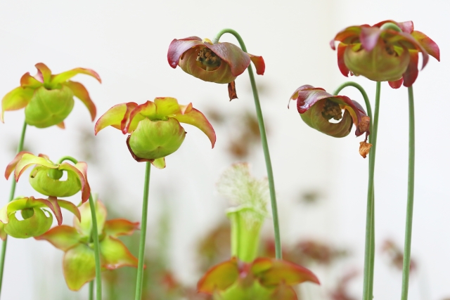 サラセニアの花