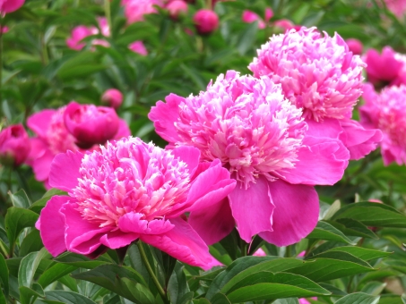 シャクヤク（ピンク）