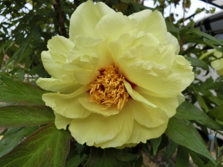 シャクヤク（黄）