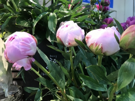 シャクヤク（つぼみ）