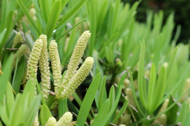 ラカンマキの花