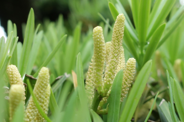 ラカンマキの花