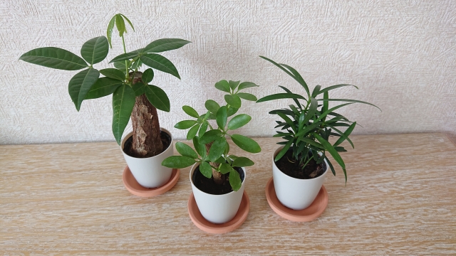 観葉植物としてのラカンマキ（画面右端）