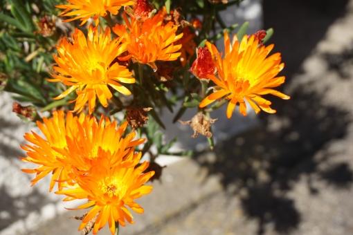 マツバギク（オレンジ）