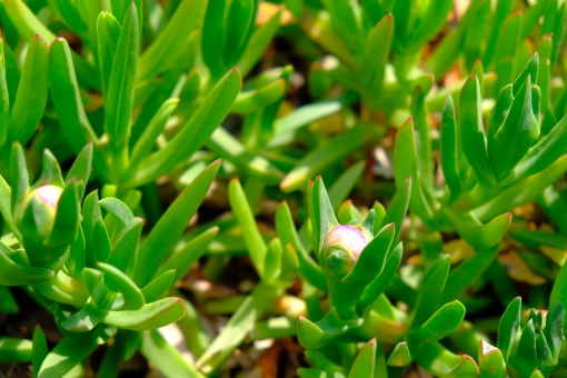 マツバギク（つぼみ）