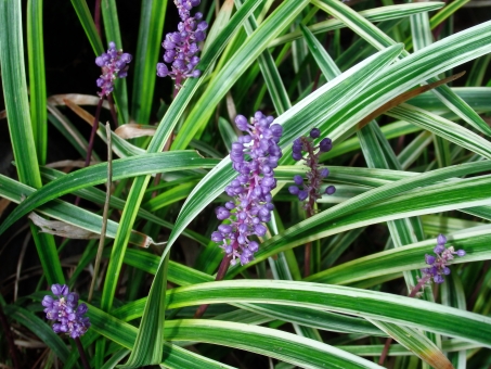 ヤブラン（斑入り）