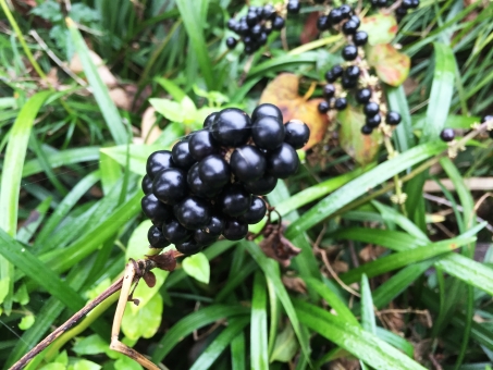 ヤブラン（実）