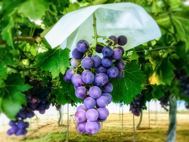 灰色かび病除けの傘