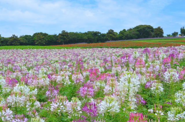 クレオメ畑
