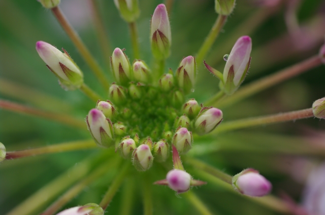 クレオメのつぼみ