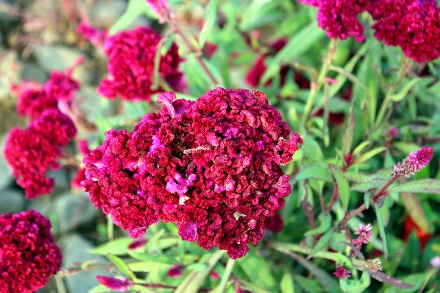 ケイトウ（久留米ケイトウ系）